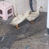 ی جفت اردک نروماده
