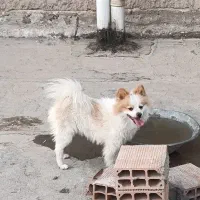 سگ سگ
