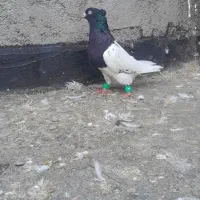 کبوتر کله