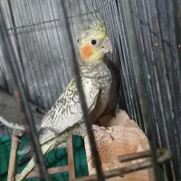 عروس هلندی نر و ماده جفت