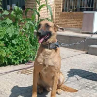 مالینویز