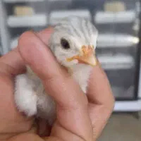 جوجه مرغ شاخدار ۵ روزه