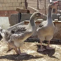 نیمچه قوغاز قو غاز گوشتی تولوز فرانسه اردک کایوکا