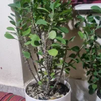 یک عدد گل مرجان همیشگی به فروش میرسد