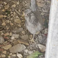 مرغ و خروس گلین اصل