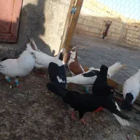 کبوتر پرشی پونزده عدد