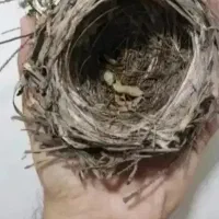 قناری بخون