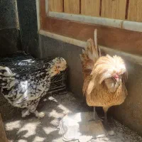خروس ومرغ سلطان