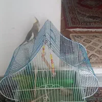 قفس پرنده