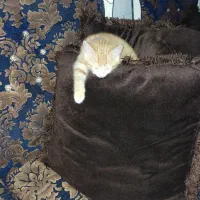 بچه گربه