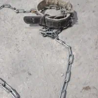 حیوانات قلاده سگ