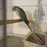 گرینچیک ماده باتست .سینگل