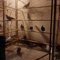 کبوتر غریبگیری پرشی
