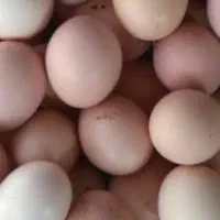 فروش عمده تخم مرغ محلی
