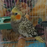 عروس هلندی گلباغالی