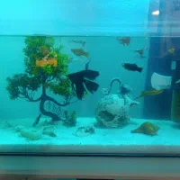 اکواریوم با ماهی