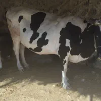 گاو
