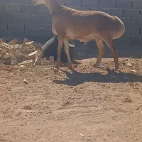 بره قوچی