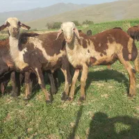 دوتا بره قوچ یک ساله