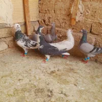 کبوتر پررشی کرباتی شازده اغون و ...
