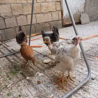جوجه گلین محلی