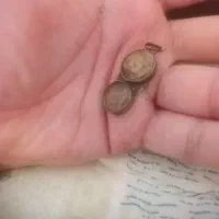 نطفه مار اصل