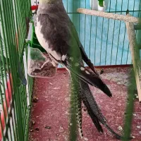 عروس هلندی ماده با قفس