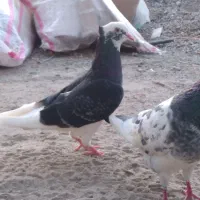 کبوتر شازده