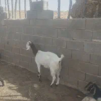 فروش بز
