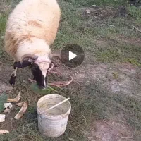 گوسفند نر داشتی جوان