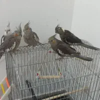 عروس هلندی