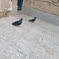 کبوتر زاغ نر ماده