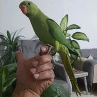 جوجه طوطی ملنگو دانخور