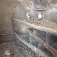 کبوتر