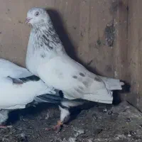 کبوتر گمشده شهرک صبا