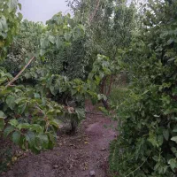 فروش زمین صائب