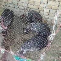 بوقلمون نر بالغ ۶ماهه