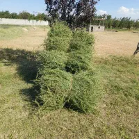 یونجه خشک وتازه