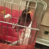 مرغ مینا سخن گو