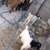 بز با کهره نر