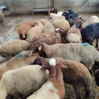 گوسفند زنده بره نروماده همه شیر مست مخصوص داشتی