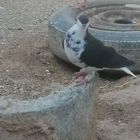 4عدد کبوتر جوانه قشنگ ساده
