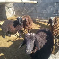 بره|حیوانات مزرعه|قهدریجان, |دیوار