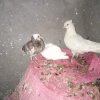 ماده سفید و جوجه