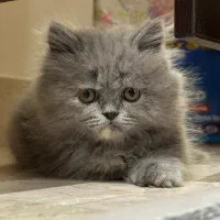 گربه بریتیش