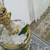 طوطی برزیلی نر کاملاً دستی و سخنگو