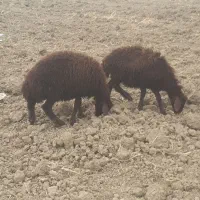 بره