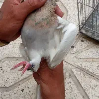 طوقی هفت رنگ