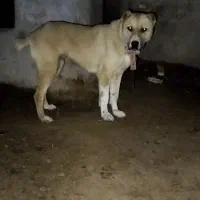 میکس افغان ۲۰ ماهه