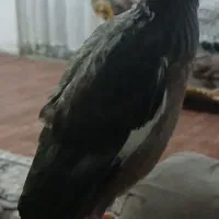 جوجه مینا ۳۵ روز